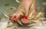 teste-approuve-fish-pedicure-rufa-fish-paris-L-1