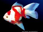 poisson