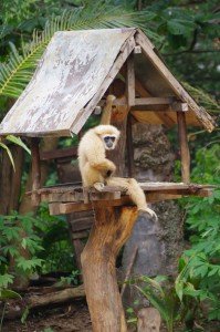 singe