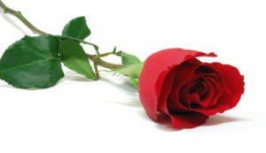 rose