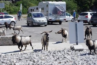 chèvres
