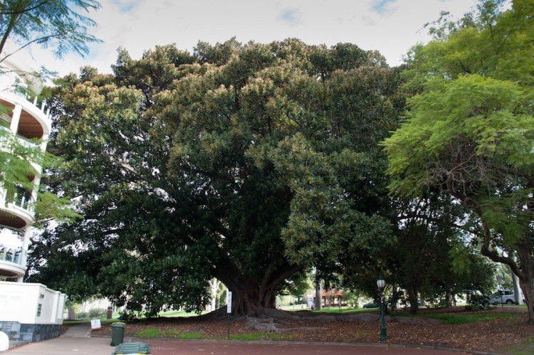 Un magnolia