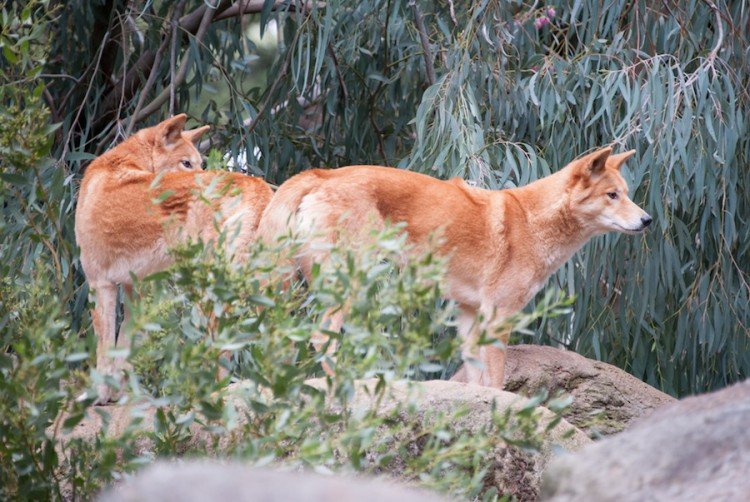 Les dingos