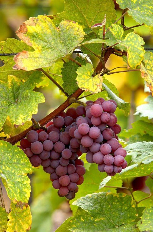 Diète raisin