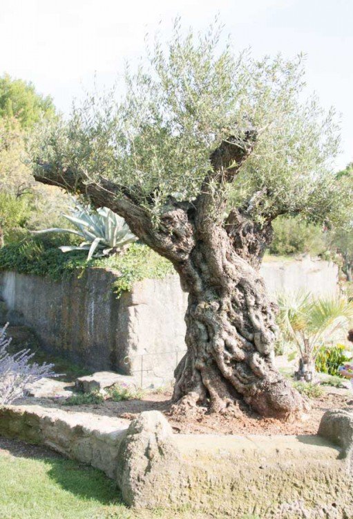 Jardin de St Adrien