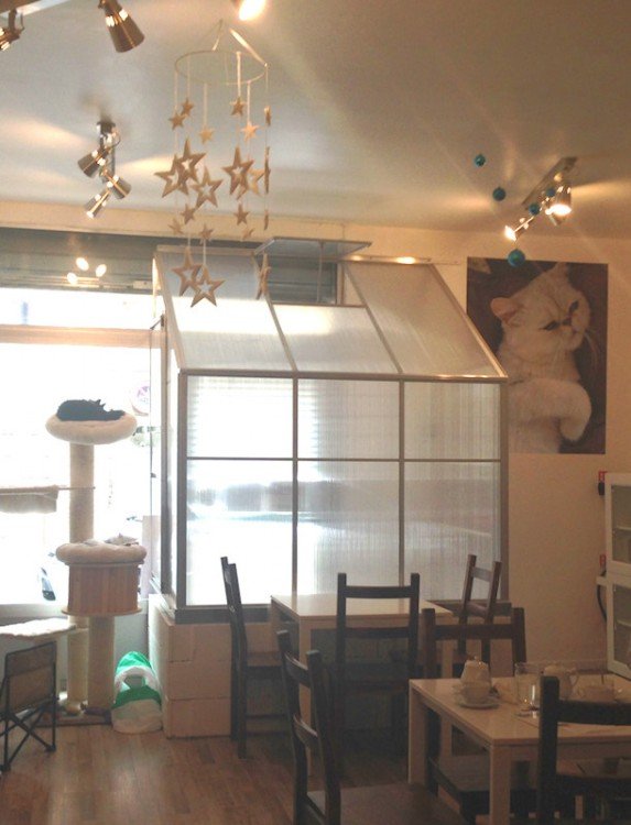 bar à chat Kafélin Montpellier