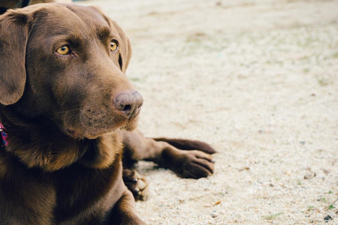 Sociéte-protectrice-des-animaux-