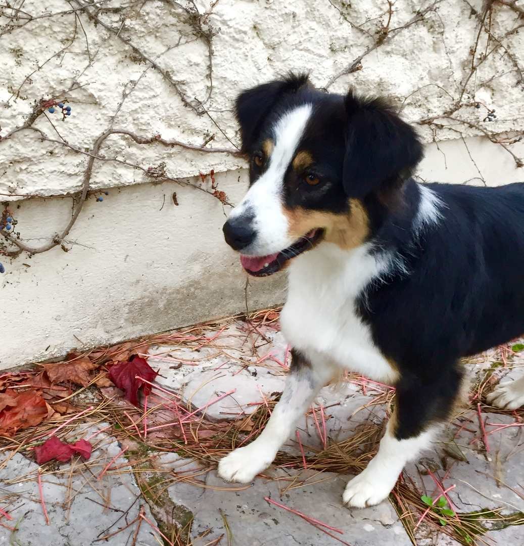lizzy-australian-sheperd-berger-australien