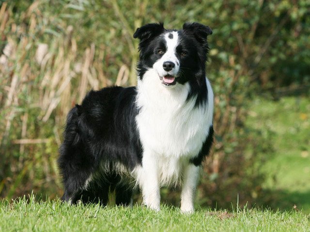 border-collie-Sociéte-protectrice-des-animaux-