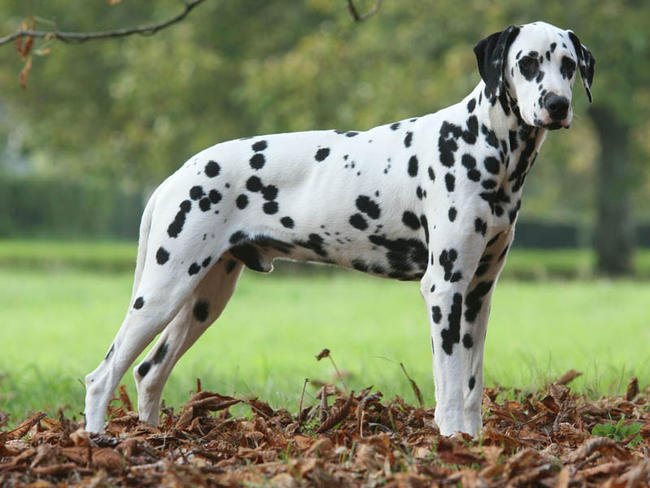 dalmatien-Sociéte-protectrice-des-animaux-