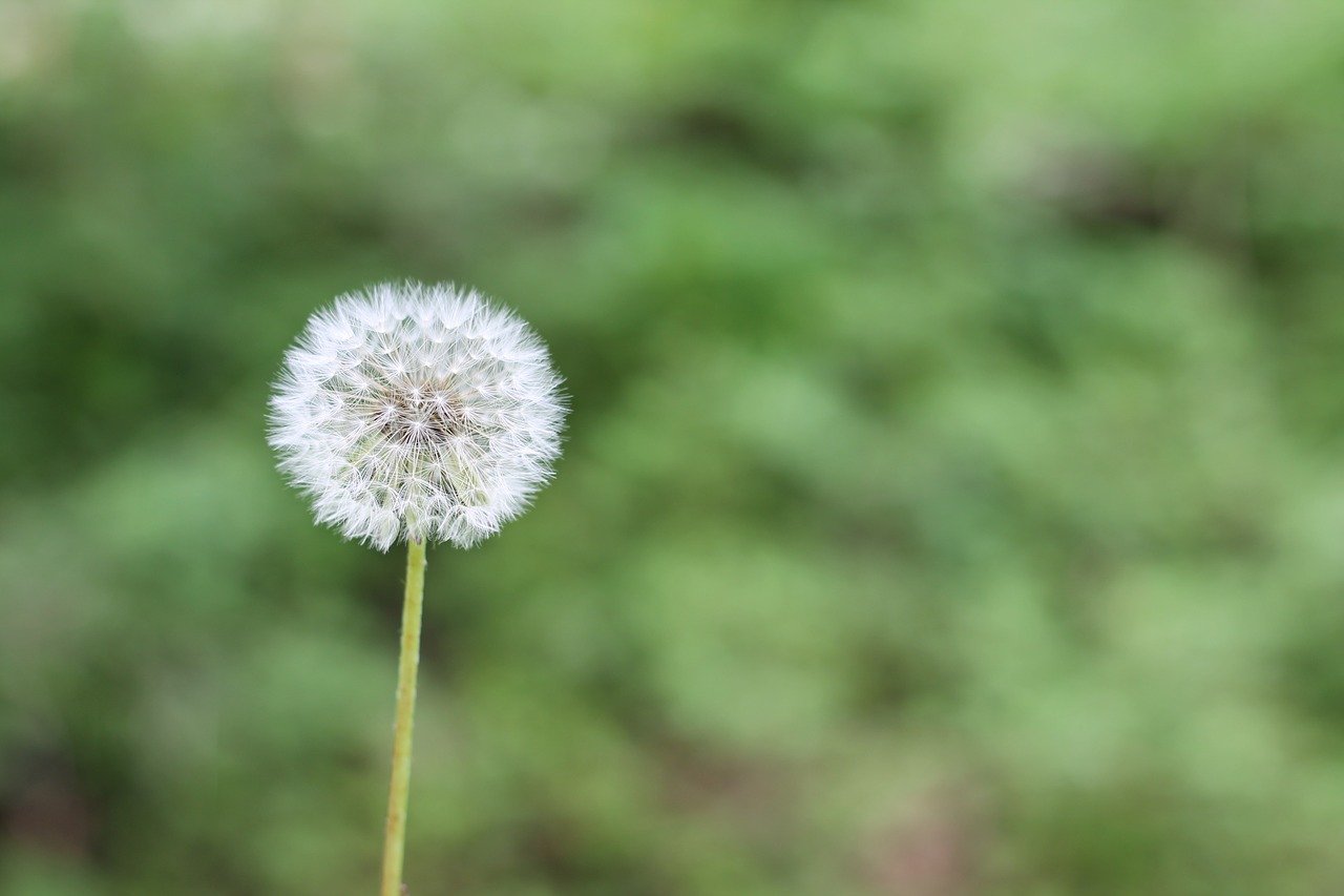 dandelion-allergie-naturopathie