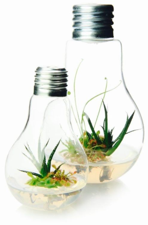 greenfeel-montpellier-in-vitro-plantes2