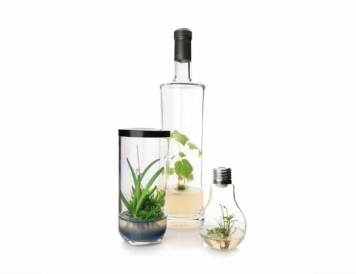 greenfeel-montpellier-in-vitro-plantes3