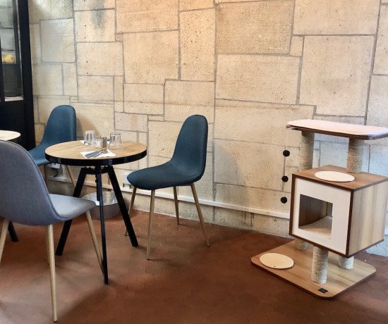 Chat gourmand café des chats montpellier