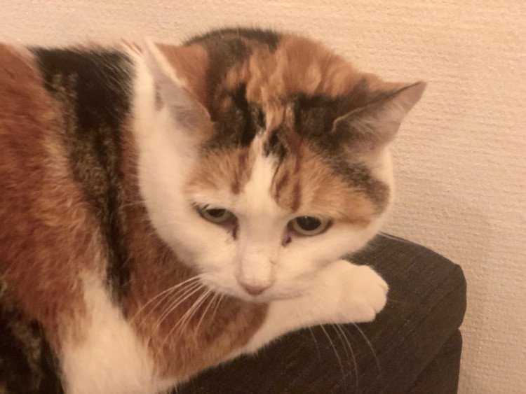 Sigma un des chat du café le chat gourmand à Montpellier