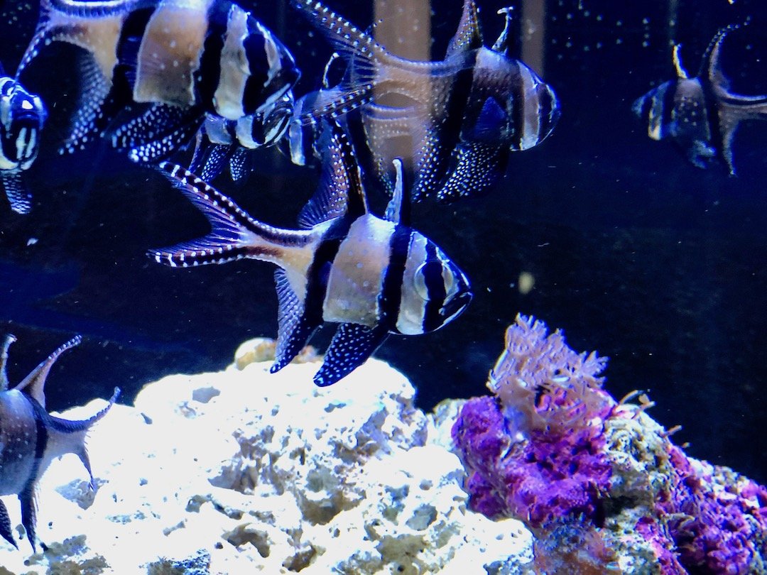 Planet-ocean-aquarium-montpellier-blog-lcdm-36 Planet océan aquarium de Montpellier.