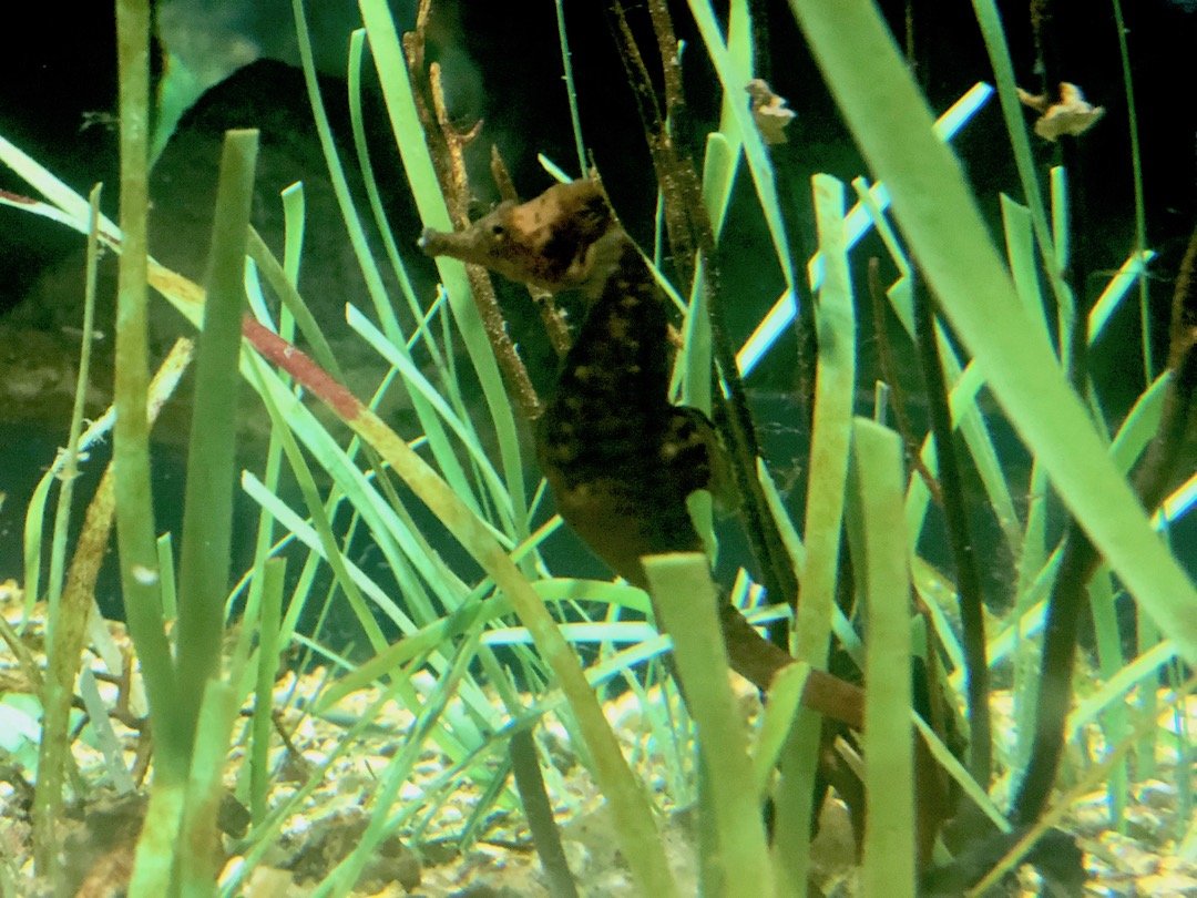 Planet-ocean-aquarium-montpellier-blog-lcdm-42 Planet océan aquarium de Montpellier.