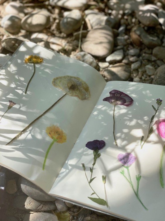 Herbier
