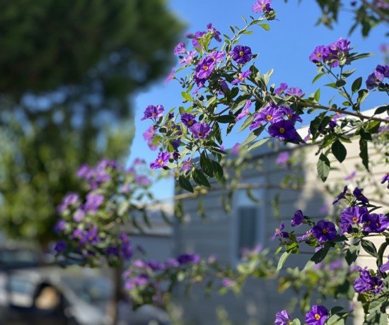 camping de la dragonniere bosquet de fleurs