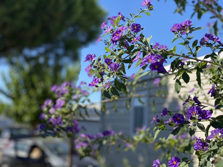 camping de la dragonniere bosquet de fleurs